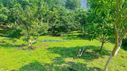 Bị Thu Hồi đất Trồng Cây Lâu Năm Có được Tái định Cư Không?