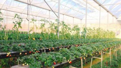 Đất Nông Nghiệp Khác được Làm Gì? Có được Xây Nhà Không?